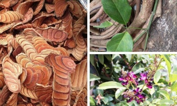 Công dụng của dược liệu Kê Huyết Đằng